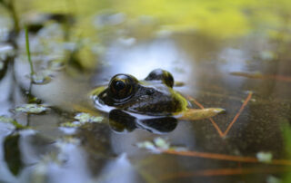 A frog's head pokes up from the water of a pond.