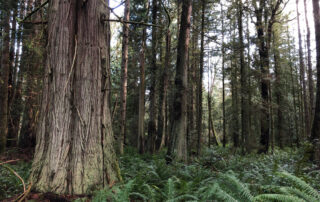 The photo shows a coastal rainforest. In the foreground you can see the trunk of a big red-cedar, with more cedars, douglas firs, and other species in the background. The forest floor is covered with sword fern.