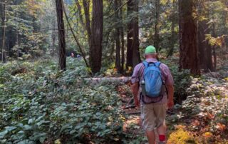 A man walks on a narrow trail winding through a beautiful forest. Further along the trail in the distance you can see more people walking.