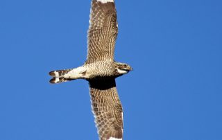 The photo shows a bird in flight. The white bars on its wings are very noticeable.