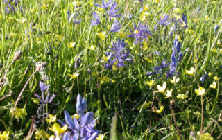 A closeup of meadow grasses full of wildflowers.
