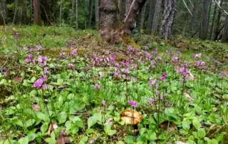 Shooting stars in spring in the McRae Conservation Covenant.