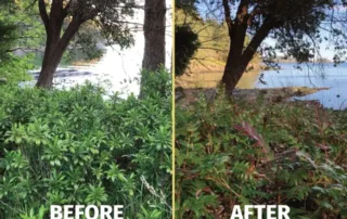 invasives-before-and-after