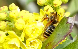 Closeup photo of prunus miner bee on Oregon grape